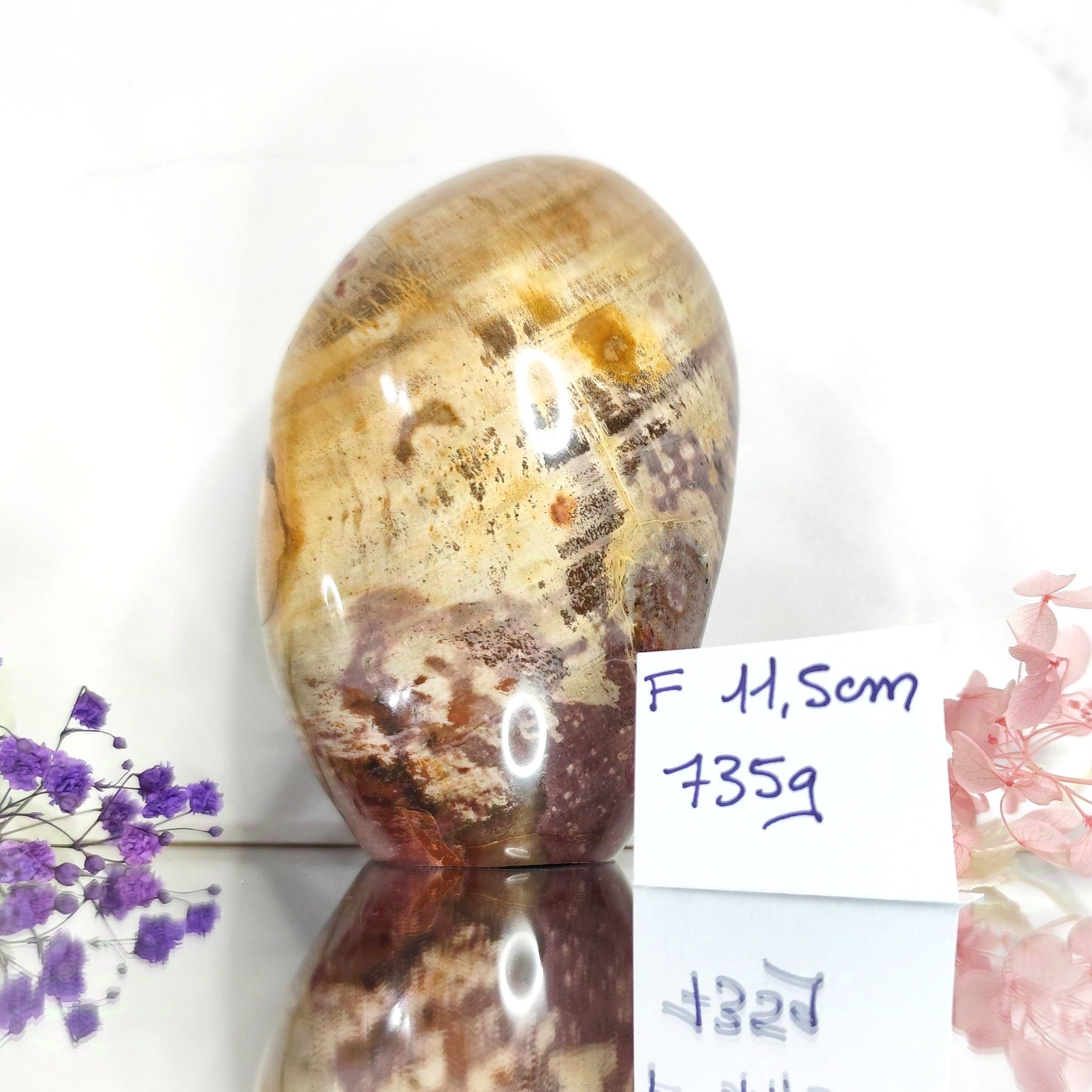 bois fossile a poser